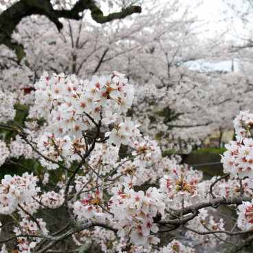 Philosopher's Path in Kyoto, Blooming cherry trees in spring 2