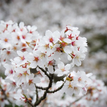 Philosopher's Path in Kyoto, Blooming cherry trees in spring 3