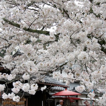Philosopher's Path in Kyoto, Blooming cherry trees in spring 4