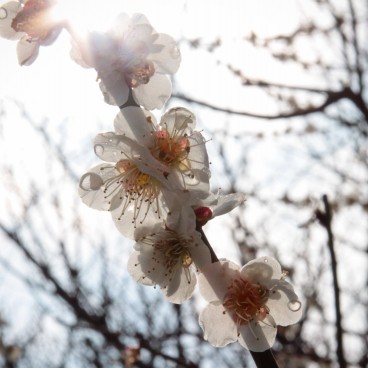 White flowers on a Japanese plum tree (Japanese apricot)