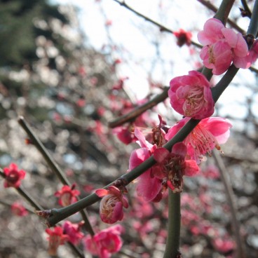 Pink flowers on a Japanese plum tree (Japanese apricot)
