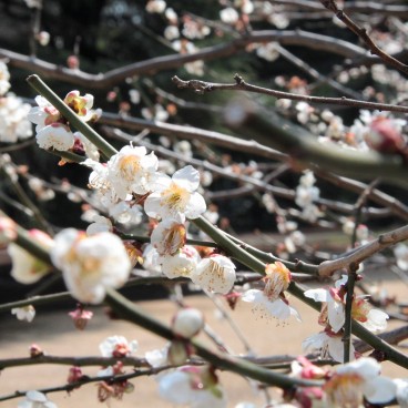 White flowers on a Japanese plum tree (Japanese apricot) 2