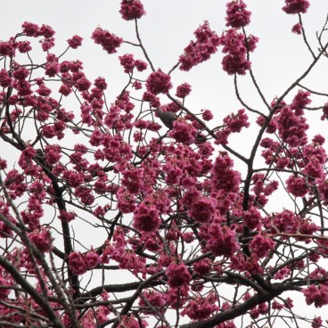 Ueno Park (Tokyo), Early cherry tree Kan hi-zakura blooming at the same time as plums