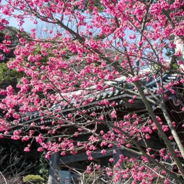 Ueno Park (Tokyo), Early cherry tree Kan hi-zakura blooming at the same time as plums 2