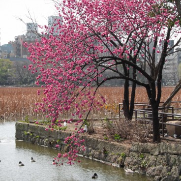 Ueno Park (Tokyo), Early cherry tree Kan hi-zakura in bloom at the end of winter at Shinobazu pond