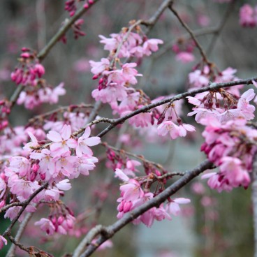 Early cherry tree blooming at the same time as plums 2