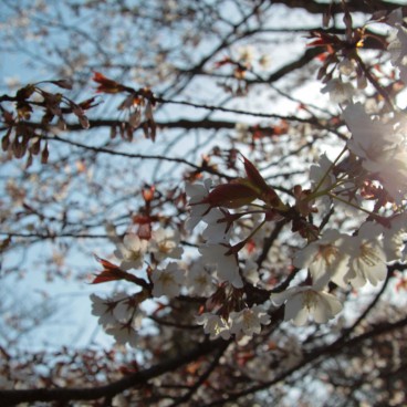 Himeji Castle, Blooming cherry trees
