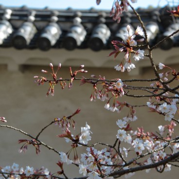 Himeji Castle, Blooming cherry trees 2