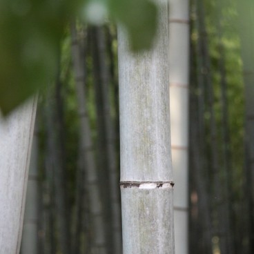 Arashiyama Bamboo Grove in Kyoto, Focus on bamboo stems