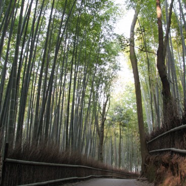 Arashiyama Bamboo Grove in Kyoto, Earthen path crossing the forest 3