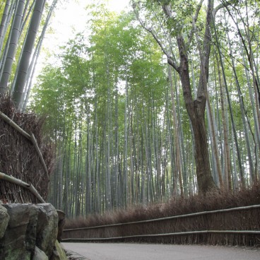 Arashiyama Bamboo Grove in Kyoto, Earthen path crossing the forest 4