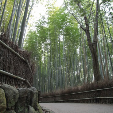 Arashiyama Bamboo Grove in Kyoto, Earthen path crossing the forest 5