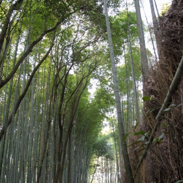 Arashiyama Bamboo Grove in Kyoto, Earthen path crossing the forest and tourists group