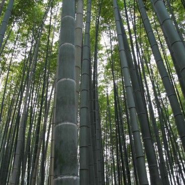 Arashiyama Bamboo Grove in Kyoto 7