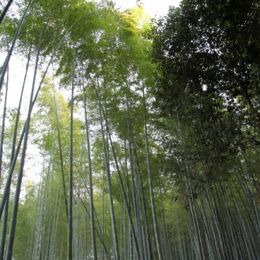 Arashiyama Bamboo Grove in Kyoto 9