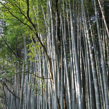 Arashiyama Bamboo Grove in Kyoto 2