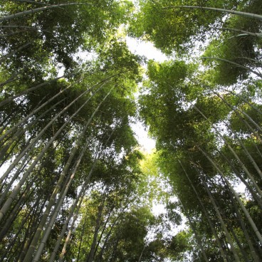 Arashiyama Bamboo Grove in Kyoto 3