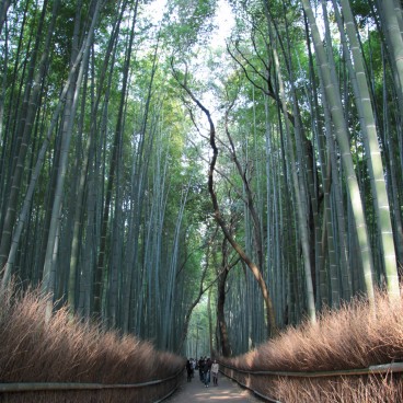 Arashiyama Bamboo Grove (Kyoto)