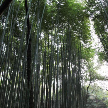 Arashiyama Bamboo Grove in Kyoto 5