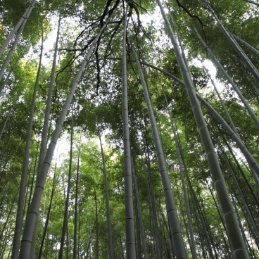 Arashiyama Bamboo Grove in Kyoto
