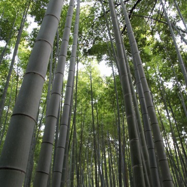 Arashiyama Bamboo Grove in Kyoto 6