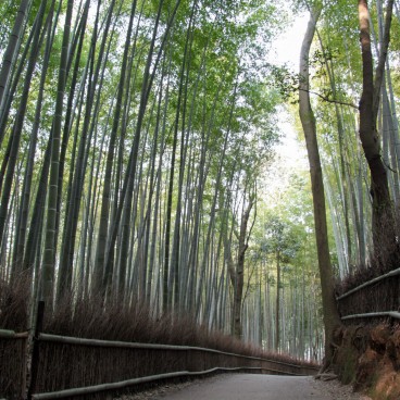 Arashiyama Bamboo Grove in Kyoto, Earthen path crossing the forest 2