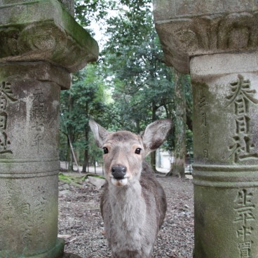 Kasuga Taisha Grand Shrine in Nara, A shika deer greeting visitors
