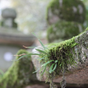 Kasuga Taisha Grand Shrine in Nara, Moss on a stone lantern
