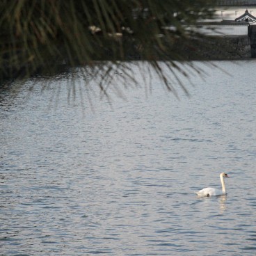 Kokyo Tokyo Imperial Palace, Swan swimming on the moat