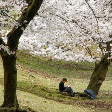 Todai-ji (Nara), Blooming cherry trees in spring
