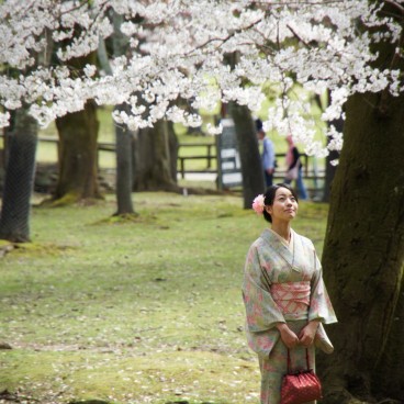 Todai-ji (Nara), A woman in kimono under the blooming cherry trees in spring