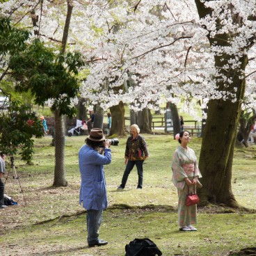 Todai-ji (Nara), A woman in kimono under the blooming cherry trees in spring 2