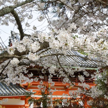 Todai-ji (Nara), Blooming cherry trees in spring 2