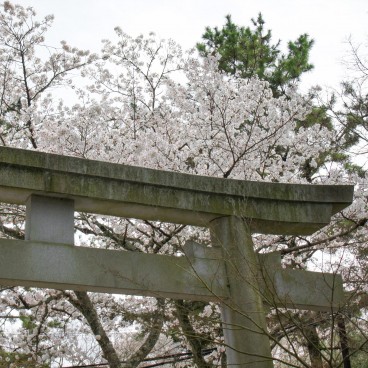 Todai-ji (Nara), Torii gate and cherry trees in spring