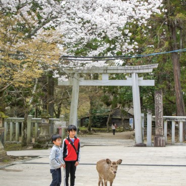 Todai-ji (Nara), Torii gate, blooming cherry trees, children and a deer