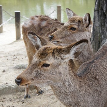 Todai-ji (Nara), Shika deer