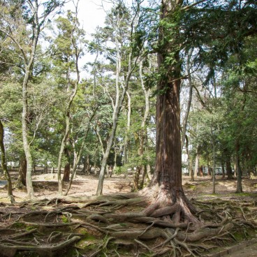 Todai-ji (Nara), Vegetation in the park