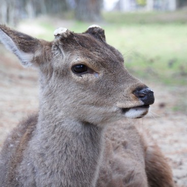 Nara Park (Nara), Shika deer 5