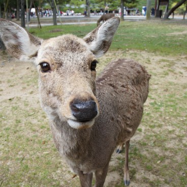 Nara Park (Nara), Shika deer