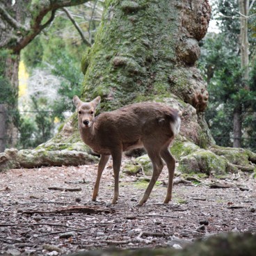 Nara Park (Nara), Shika deer 2