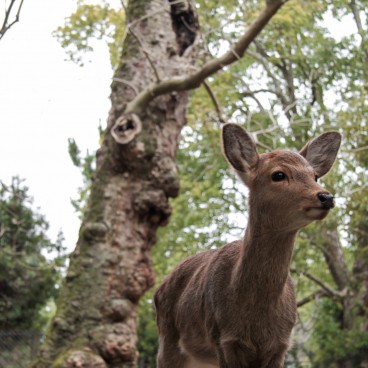 Nara Park (Nara), Shika deer 3