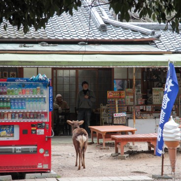 Nara Park (Nara), Shika deer at a senbei shop