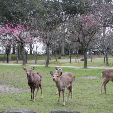 Nara Park (Nara), Group of Shika deer in spring