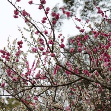 Nara Park (Nara), Blooming cherry trees in spring