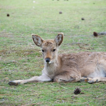 Nara Park (Nara), Shika deer 4