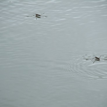 Shikina-en garden in Okinawa, Insects on the water
