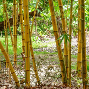 Shikina-en garden in Okinawa, Bamboo grove