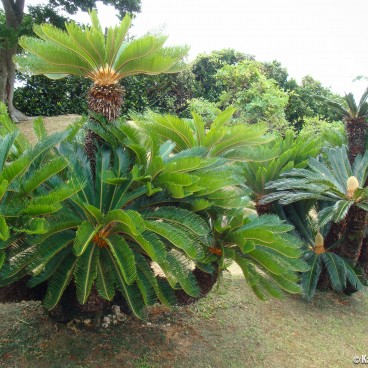 Shikina-en garden in Okinawa, Sample of tropical vegetation 2