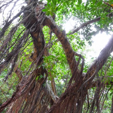 Shikina-en garden in Okinawa, Sample of tropical vegetation