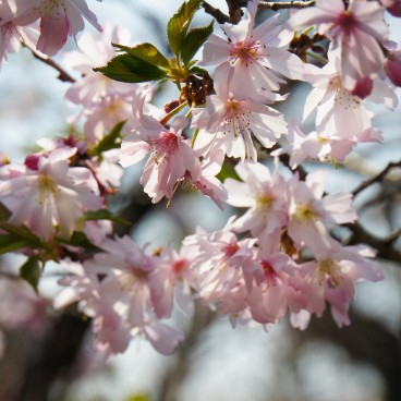 yasukuni NAGANUMA Steaming Through the Cherry Blossoms at Yasukuni Shrine